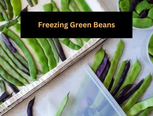 Freezing Green Beans A Guide to Preserving Freshness