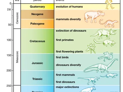 Historical Usage and Evolution of Meanings: